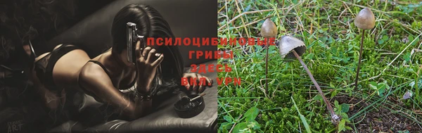 гашик Зерноград